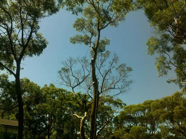 Blackbutt Gum Removal