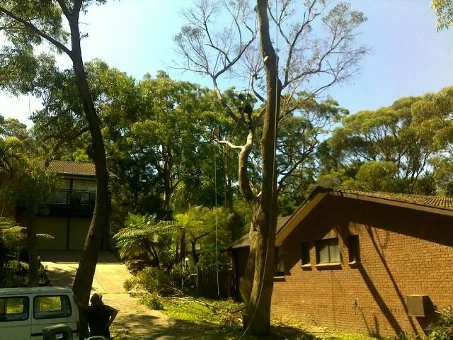 Blackbutt Gum Removal - Photo 2