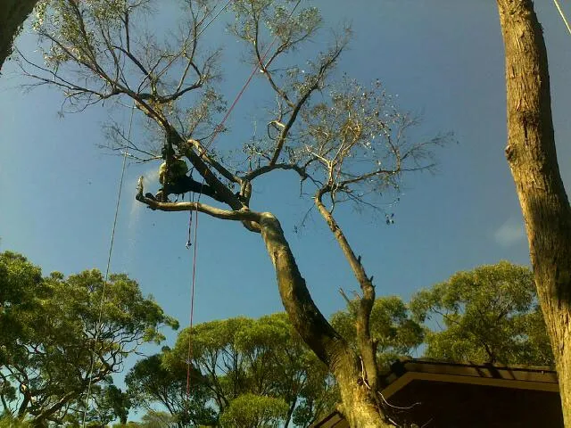 Blackbutt Gum Removal - Photo 3