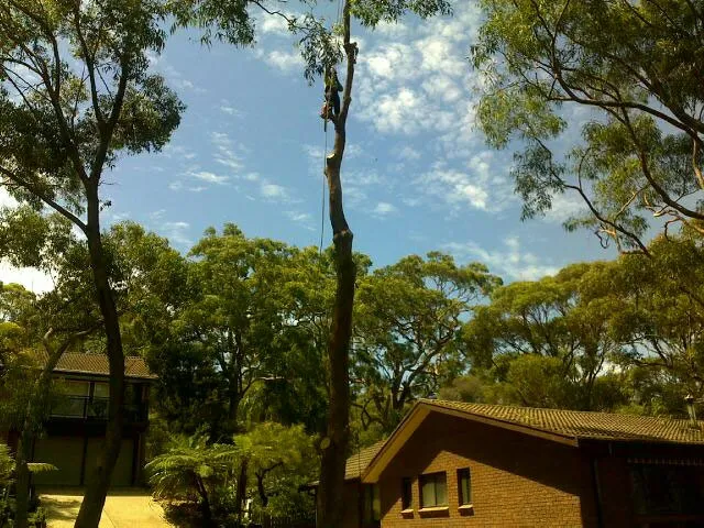 Blackbutt Gum Removal - Photo 4