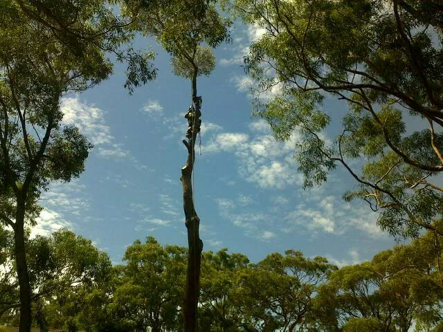 Blackbutt Gum Removal - Photo 5