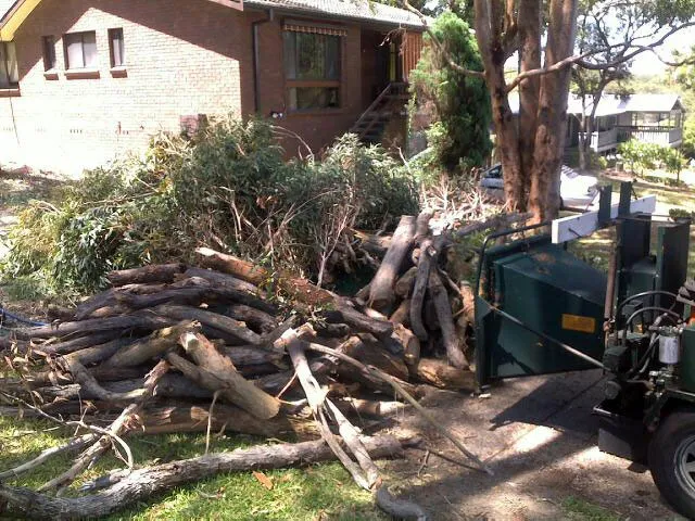 Blackbutt Gum Removal - Photo 6