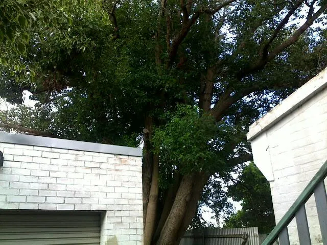 Camphor tree removal overhanging two homes