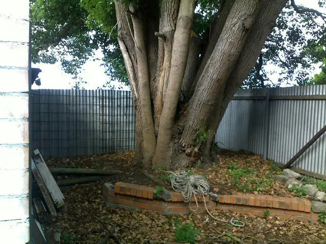 Camphor Tree Removal - Photo 2