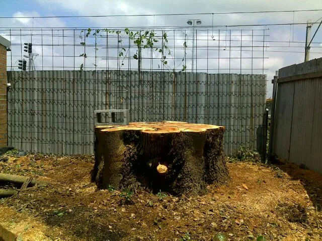 Camphor Tree Removal - Photo 5