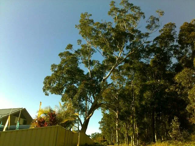 Large gum tree removal after storm damage