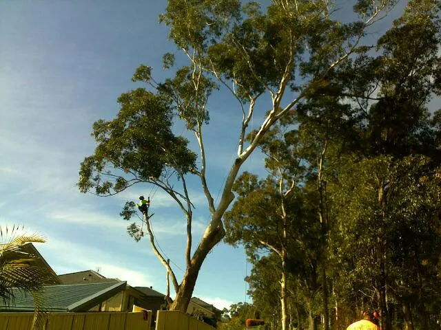 Gum Tree Removal - Photo 3