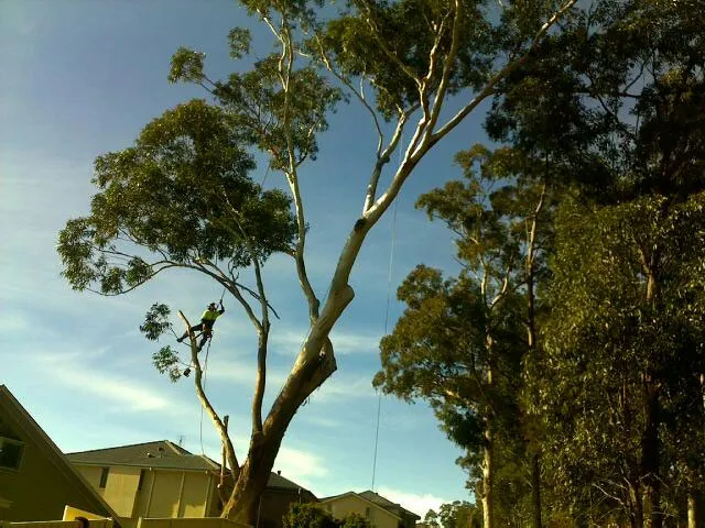 Gum Tree Removal - Photo 4