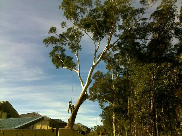 Gum Tree Removal - Photo 5