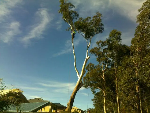 Gum Tree Removal - Photo 6