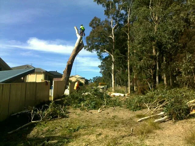 Gum Tree Removal - Photo 8