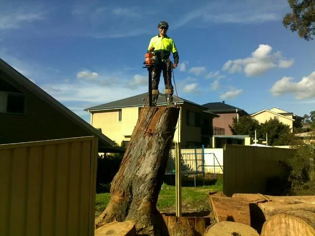 Gum Tree Removal - Photo 9