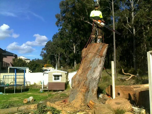 Gum Tree Removal - Photo 10