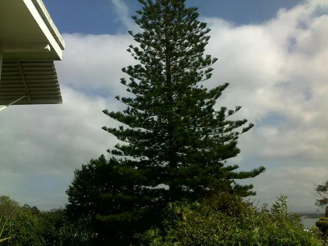 Large Norfolk Pine takedown at Swansea Heads