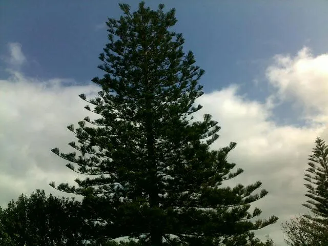 Large Tree Takedown - Photo 2