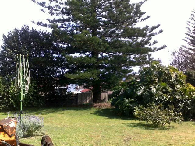 Large Tree Takedown - Photo 3