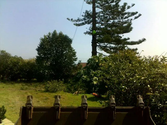 Large Tree Takedown - Photo 4