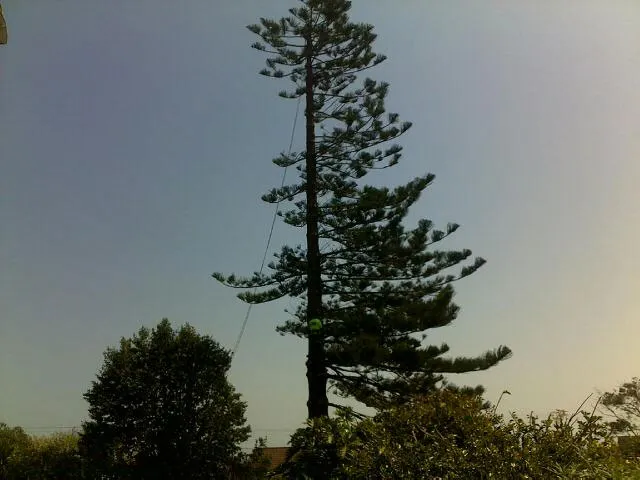 Large Tree Takedown - Photo 5