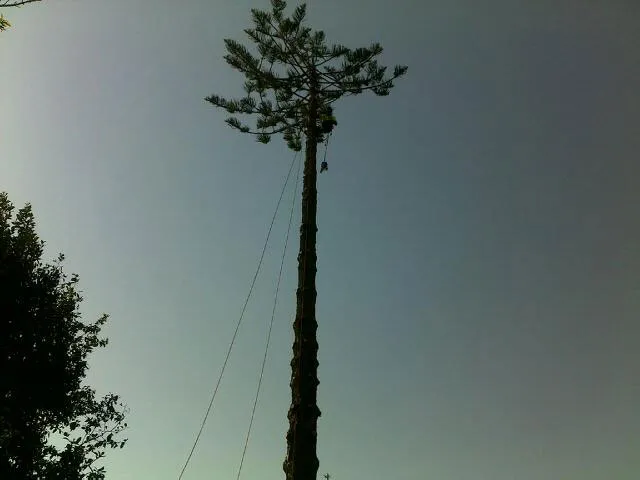 Large Tree Takedown - Photo 6
