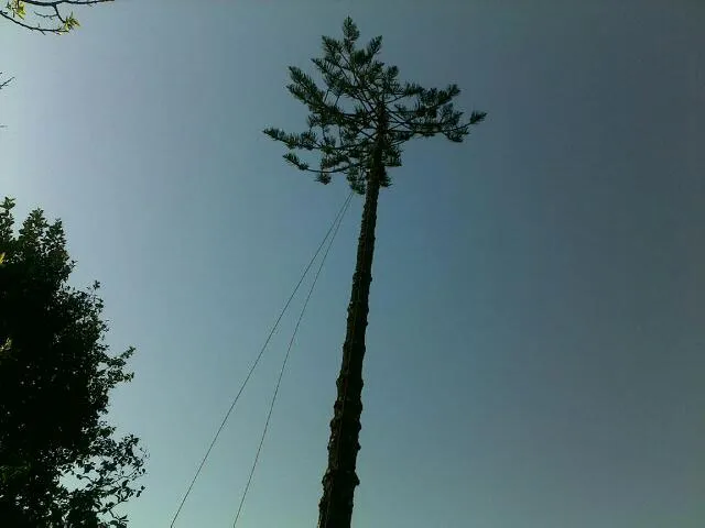 Large Tree Takedown - Photo 7