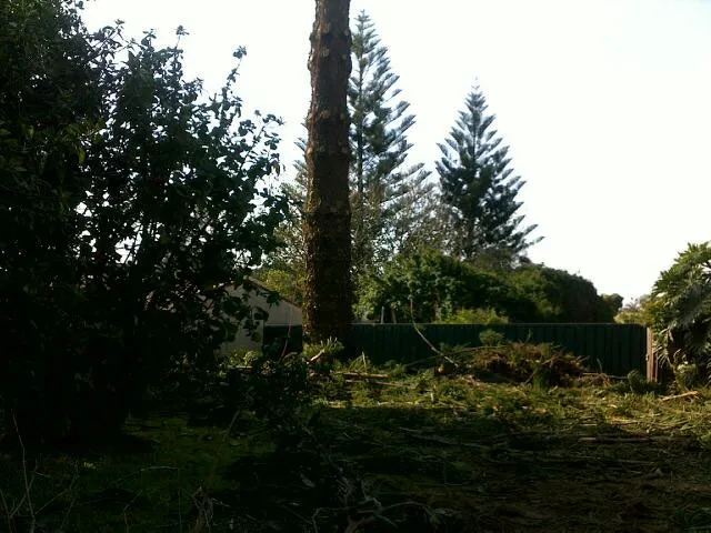 Large Tree Takedown - Photo 8