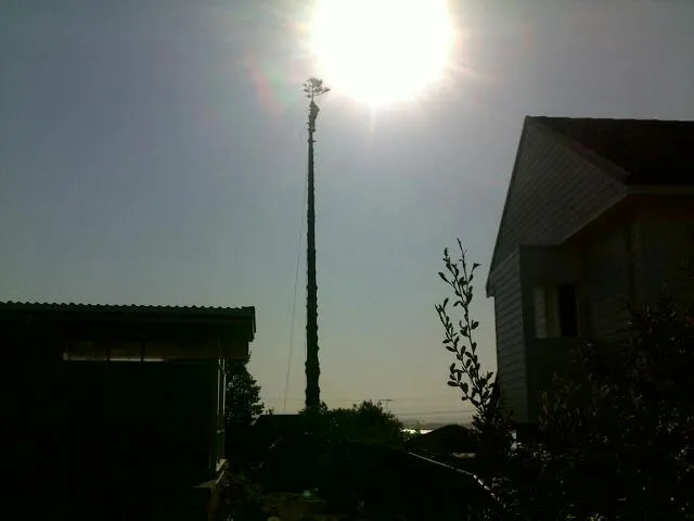 Large Tree Takedown - Photo 10