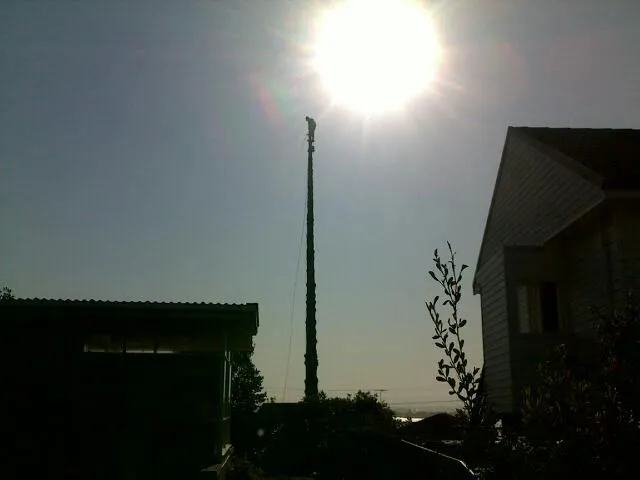 Large Tree Takedown - Photo 11