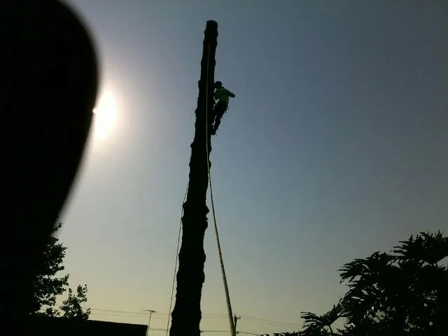 Large Tree Takedown - Photo 12