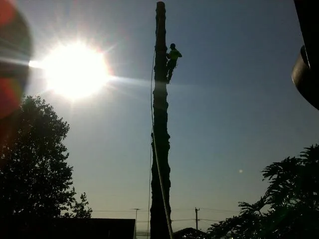 Large Tree Takedown - Photo 13