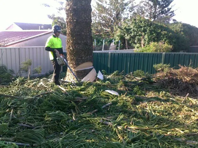 Large Tree Takedown - Photo 14