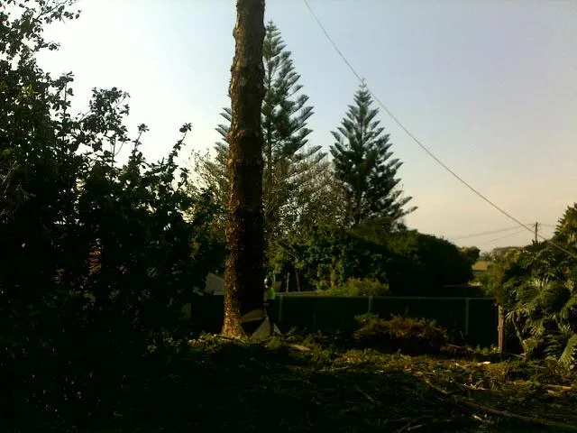 Large Tree Takedown - Photo 15