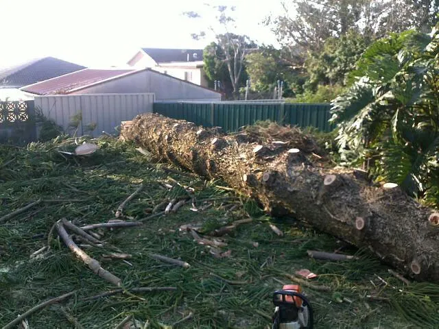 Large Tree Takedown - Photo 16
