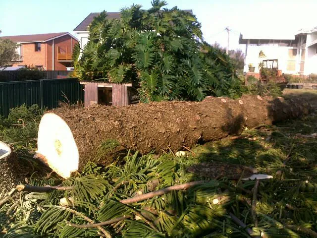 Large Tree Takedown - Photo 17