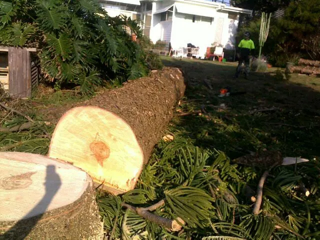 Large Tree Takedown - Photo 18