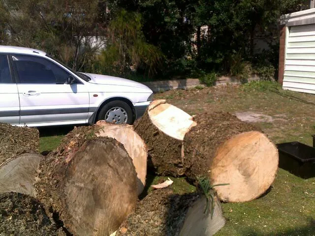 Large Tree Takedown - Photo 20
