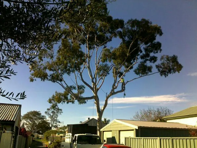 Lemon scented gum removal