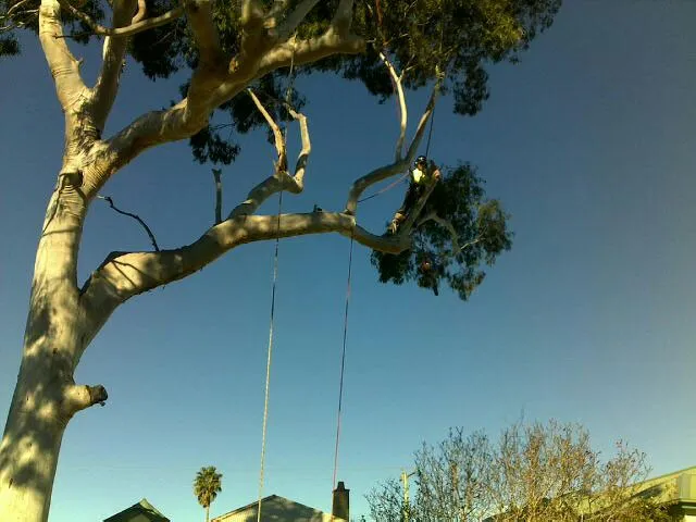 Lemon Scented Gum Removal - Photo 2