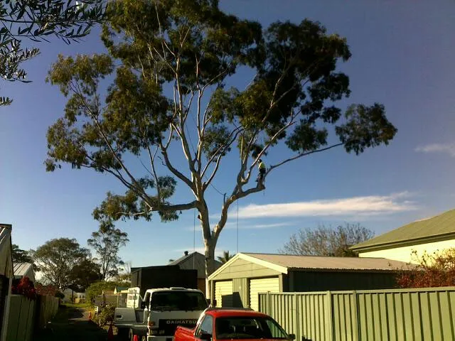 Lemon Scented Gum Removal - Photo 3