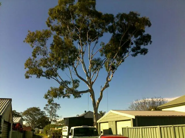 Lemon Scented Gum Removal - Photo 4