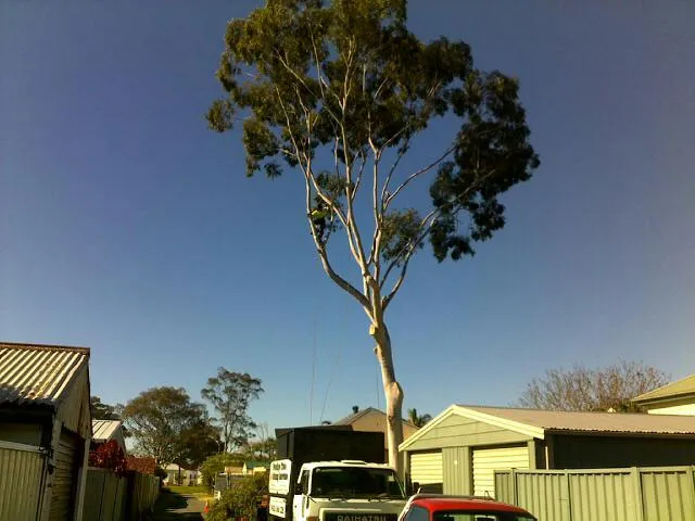 Lemon Scented Gum Removal - Photo 5