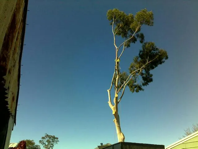 Lemon Scented Gum Removal - Photo 6