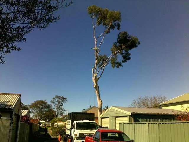 Lemon Scented Gum Removal - Photo 7