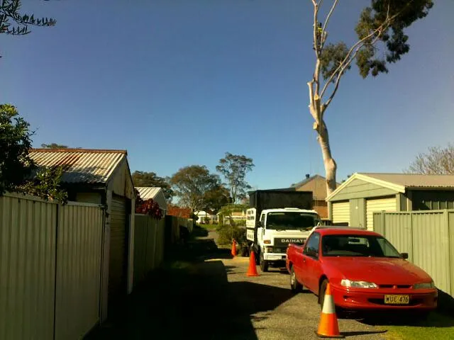 Lemon Scented Gum Removal - Photo 8