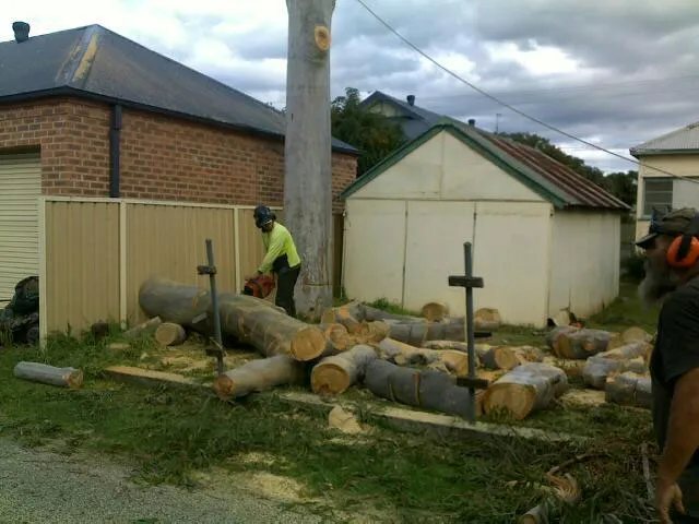 Lemon Scented Gum Removal - Photo 9