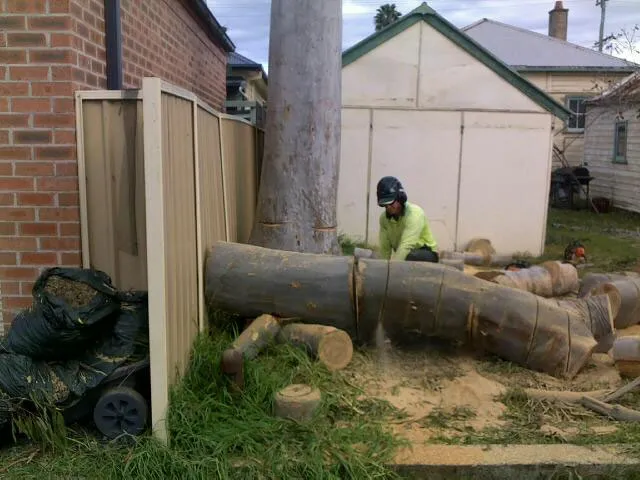 Lemon Scented Gum Removal - Photo 10