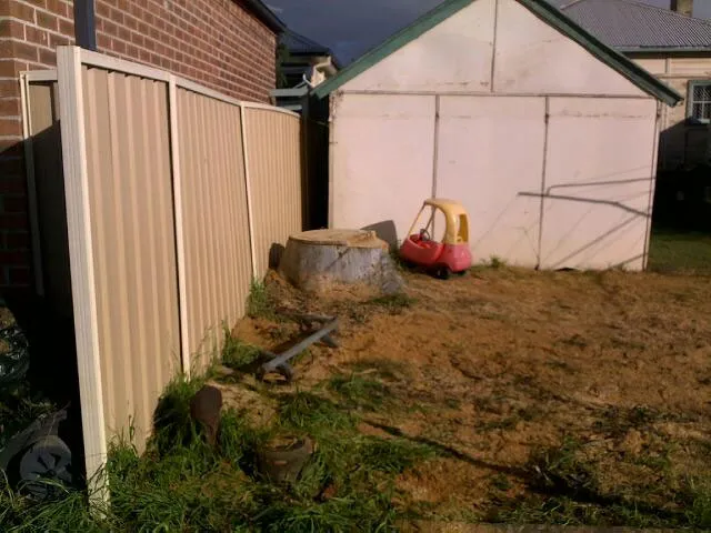 Lemon Scented Gum Removal - Photo 12