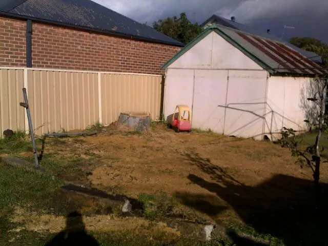 Lemon Scented Gum Removal - Photo 13