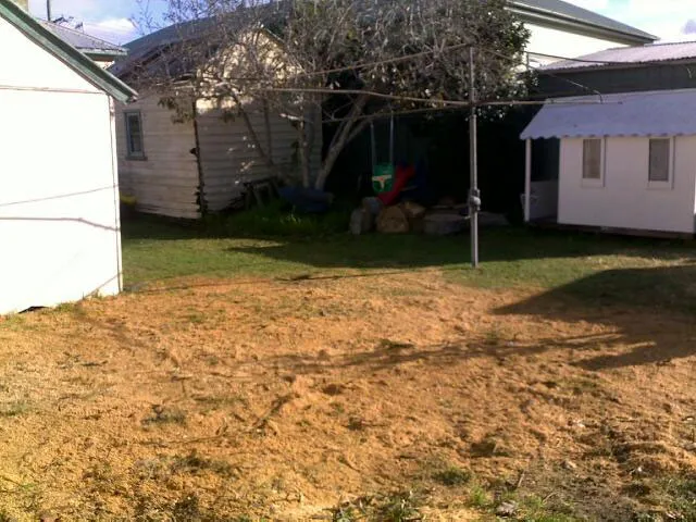 Lemon Scented Gum Removal - Photo 15