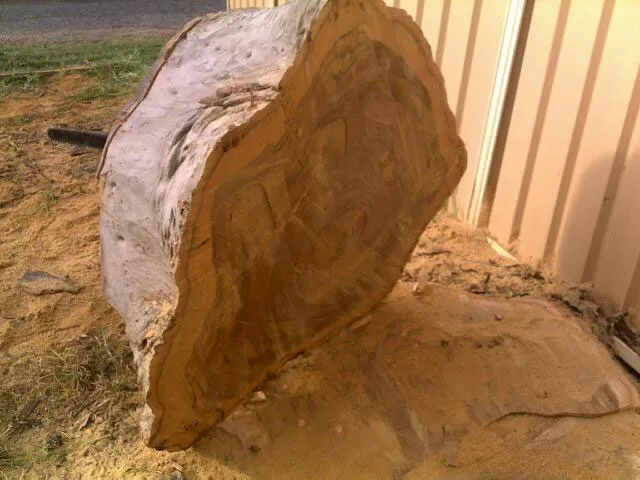 Lemon Scented Gum Removal - Photo 16