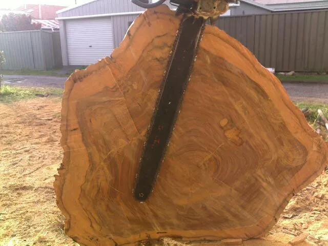 Lemon Scented Gum Removal - Photo 17